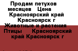 Продам петухов 4-5 месяцев › Цена ­ 400 - Красноярский край, Красноярск г. Животные и растения » Птицы   . Красноярский край,Красноярск г.